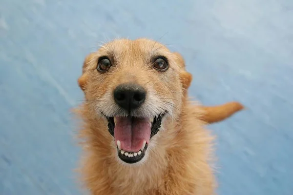 Cervejaria oferece US$ 100 para quem adotar cãezinhos de abrigo