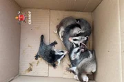 Os animais foram resgatados pelo morador e repassados aos militares