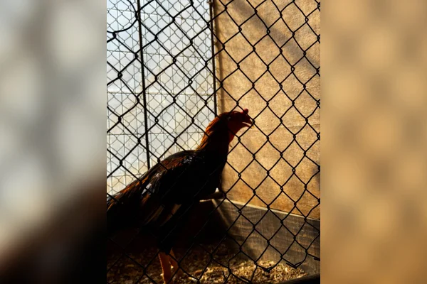 Cunhado de Cristiano Ronaldo vira alvo da polícia por rinhas de galo - destaque galeria