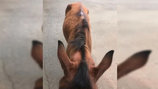 Cavalo machucado