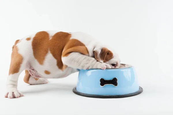 Como escolher o comedouro certo para cada tipo de cachorro? Veja opções