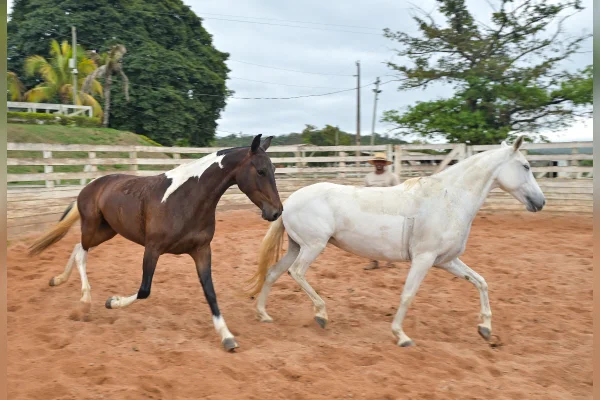 Cavalos para adoção Vale