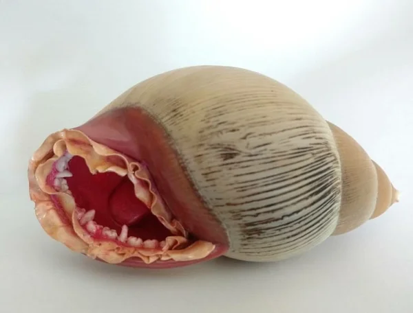 Alunas e formandas da UnB dividem exposição com artistas consagradas