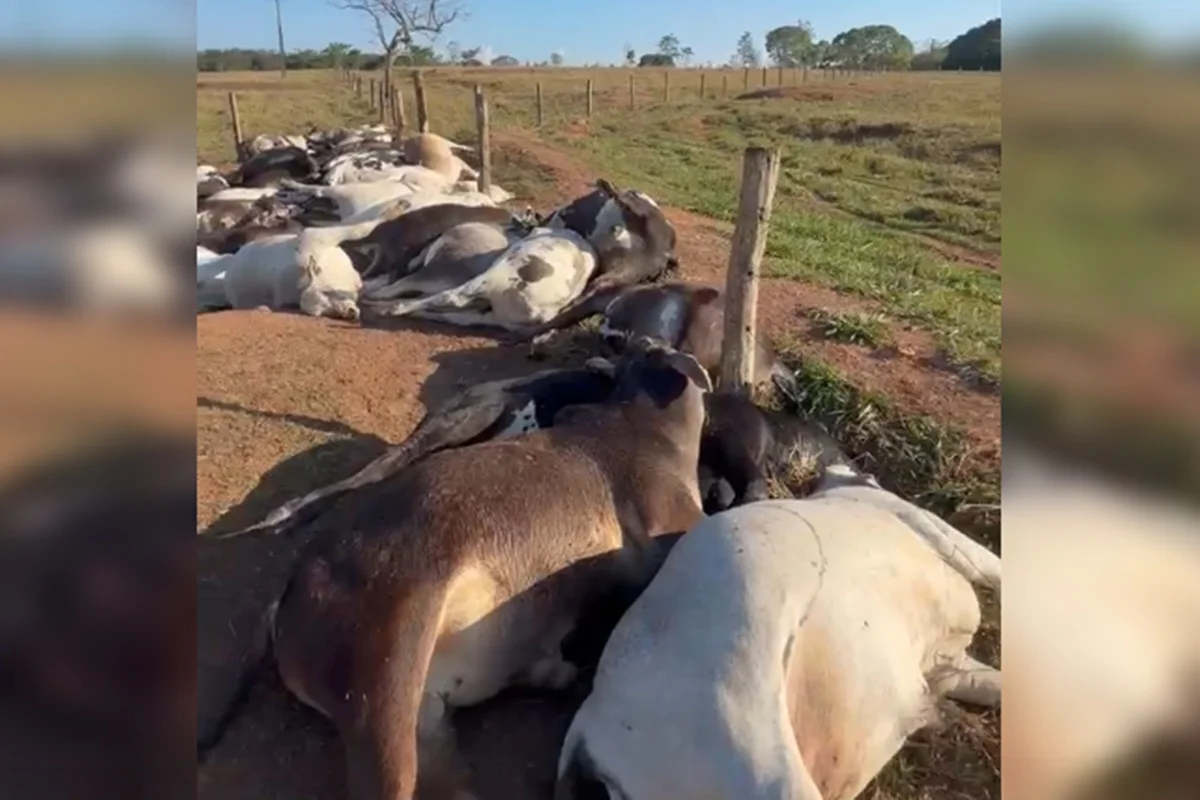 Prejuízo milionário: 62 bovinos morrem eletrocutados em fazenda do DF