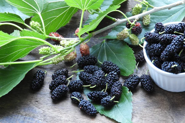 Foto colorida de folhas de amora - Chá natural alivia sintomas da menopausa e ajuda a controlar glicose - Metrópoles