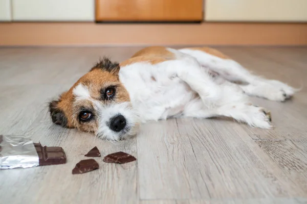 Foto colorida de um cachorro e um chocolate - Metrópoles