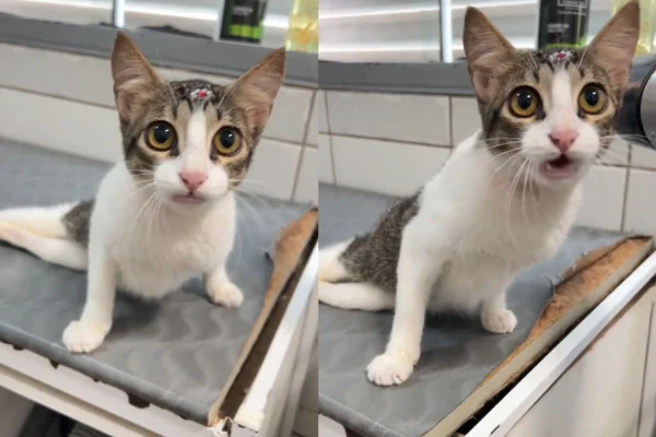 Montagem de duas imagens coloridas de gata
