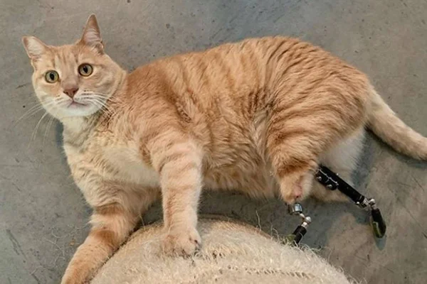 Gatinho ganha próteses após ser atropelado e fica famoso na web