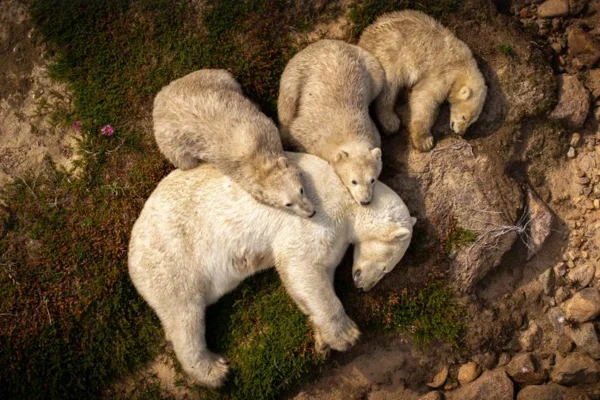 Imagem colorida mostra ursa polar e seus filhotes descansando no Canadá - Metrópoles
