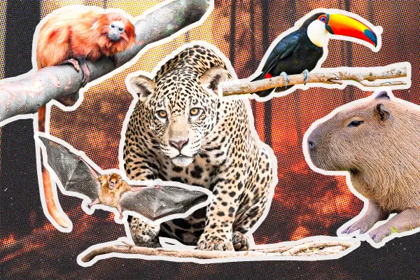 Animais da fauna brasileira-Metrópoles