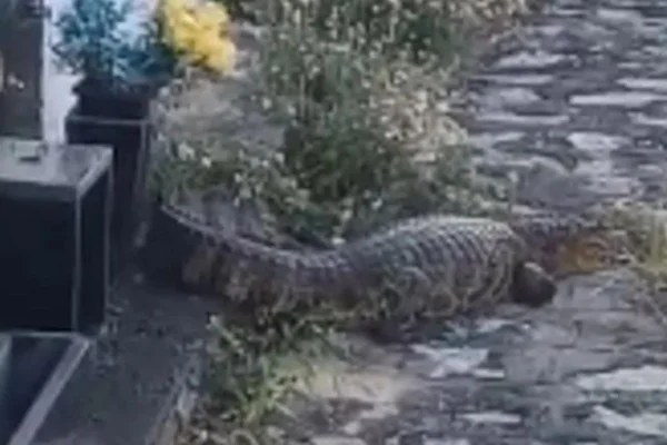 Foto colorida de jacaré encontrado em cemitério, em Alagoas - Metrópoles
