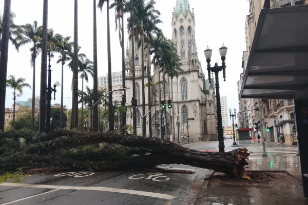 Imagem mostra queda de árvore em SP - Metrópoles
