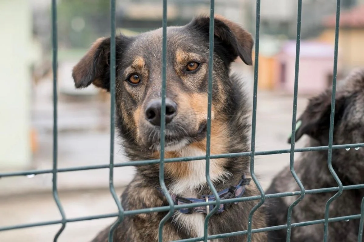 Câmara de Campinas veta nomeação de condenados por maus-tratos a animais