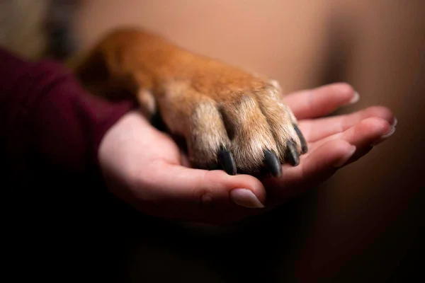 Pata de cão. Projeto de lei aprovado em São Paulo autoriza enterro de cães e gatos em jazigos com tutores - Metrópoles