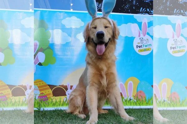 Imagem colorida de golden retriever sentado com enfeite de orelha de coelho na cabeça