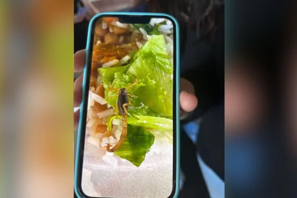 Imagem colorida mostra escorpião em prato de comida de escola estadual no interior de São Paulo - Metrópoles