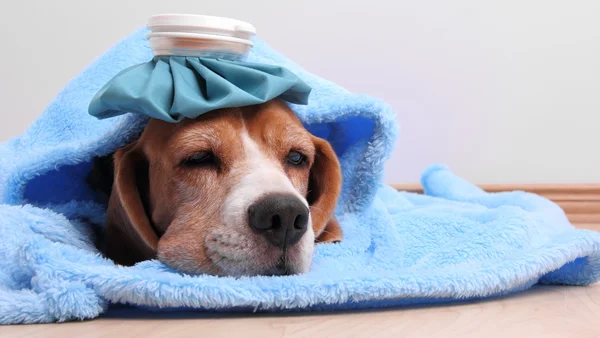 cachorro com gripe