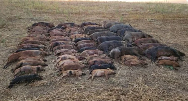 imagem colorida maior abate de javalis do brasil