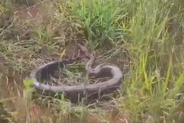 Jiboia é resgatada em telhado de residência por bombeiros no DF