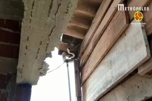 Cobra próxima de telhas