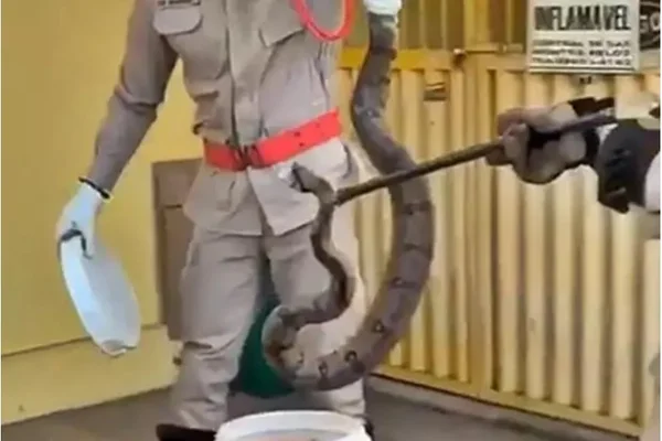 Jiboia de 1,5 metro é encontrada por caminhoneiro em supermercado