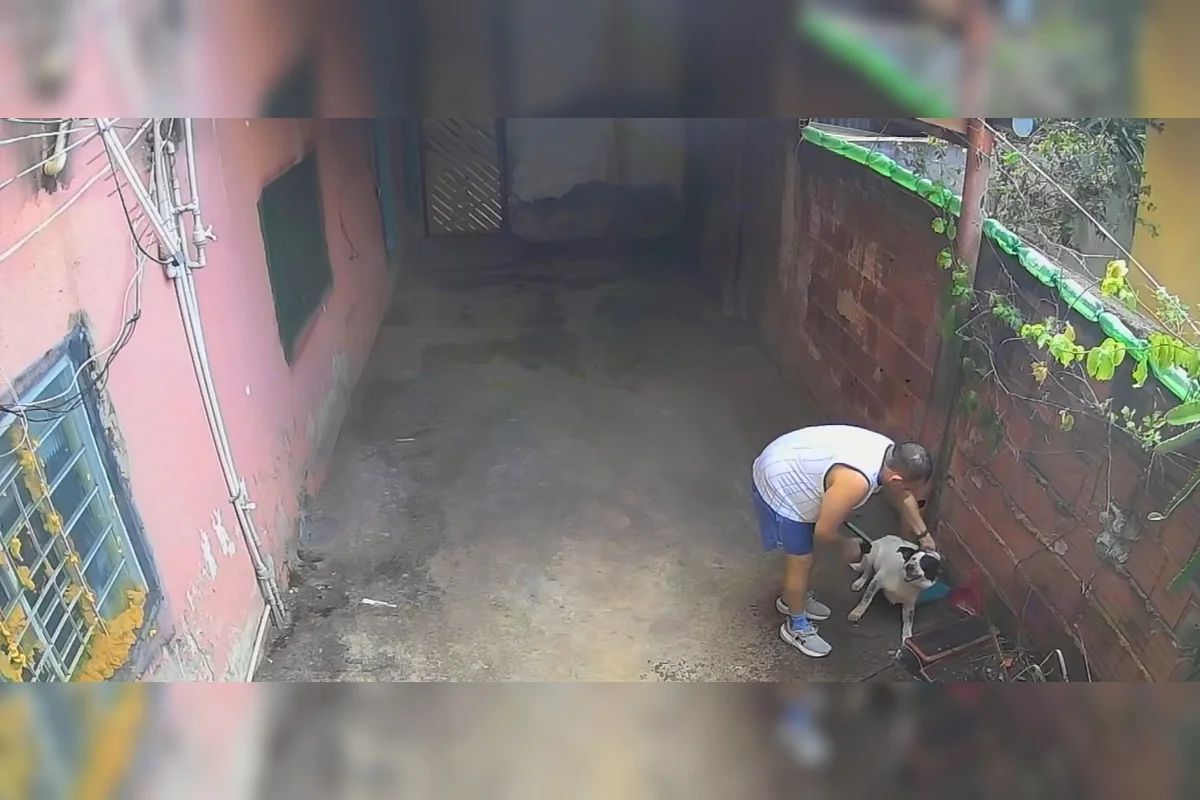 Dono tortura cachorro com água e choques de taser