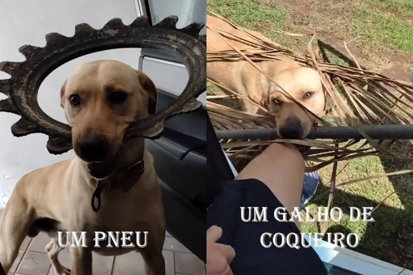 montagem com duas fotos de um cachorro caramelo claro com um pneu e um galho na boca