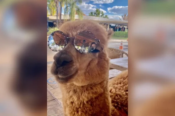 Conheça George, a alpaca do DF que faz sucesso nas redes sociais