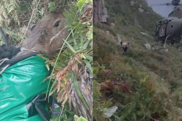 imagem colorida de Capivara mobiliza helicóptero em resgate após cair de penhasco em SC