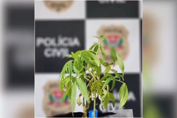 Imagem colorida mostra maconha pé de maconha apreendido na casa de casal que vendia drogas nas redes sociais - Metrópoles