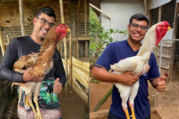 Guilherme Bueno tem criatório de galinhas da raça Índio Gigante em Cruzeiro, interior de São Paulo. Animais passam de 1 metro de altura - Metrópoles