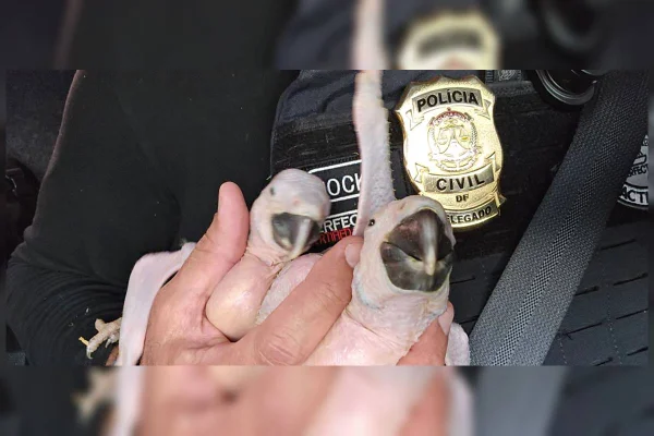 Filhotes de arara apreendidos pela PCDF