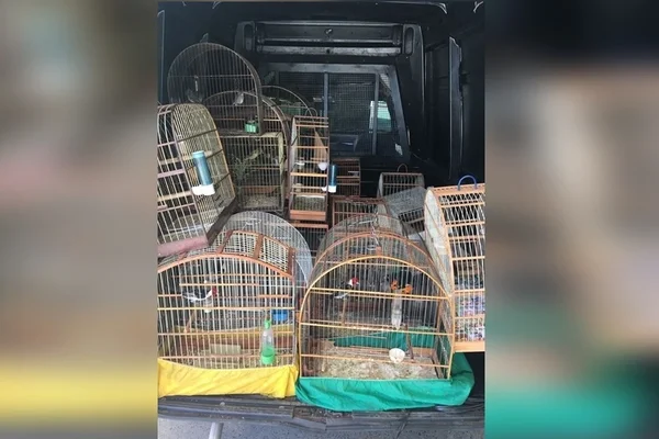 Delegacia do Meio Ambiente prende homem com 30 pássaros silvestres