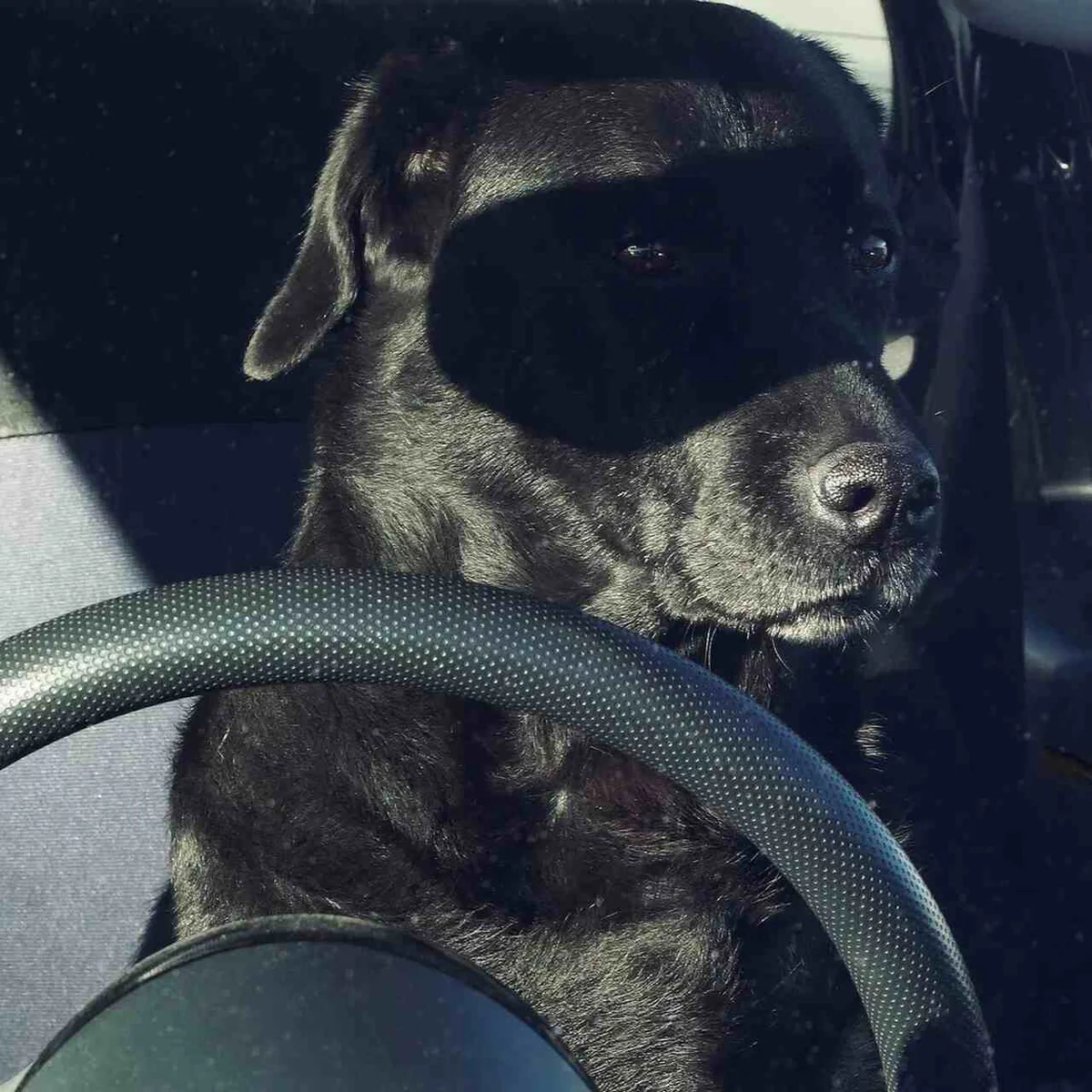 'Zorro renascido', finalista do Comedy Pet Photo Awards — Foto: Karl Goldhamer/Comedy Pets 'Zorro renascido', finalista do Comedy Pet Photo Awards — Foto: Karl Goldhamer/Comedy Pets