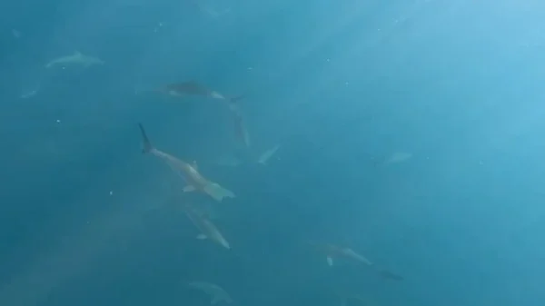 Foto colorida e subaquática de tubarões no oceano. -Metrópoles.