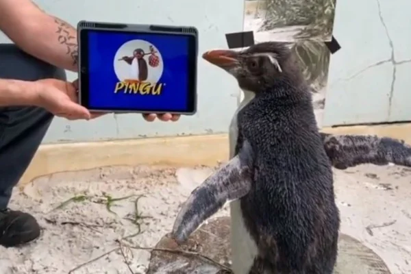 Pinguim assistindo ao desenho Pingu