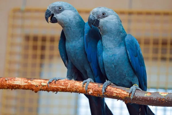 Araras-azuis (Cyanopsitta spixii) sentadas em um aviário da organização de proteção de espécies Association for the Conservation of Threatened Parrots e.V. (ACTP). Metrópoles