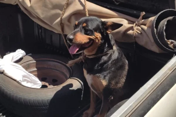 Tutor deixou cão por mais de 2h sob o sol em Presidente Prudente - Metrópoles