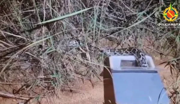 Cobra sai de caixa azul e entra em mato seco