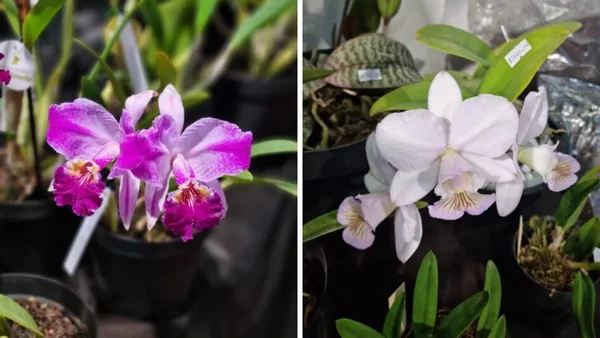 Flores raras da Orquifest, em Blumenau
