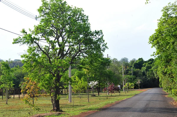 DF tem 12 espécies de árvores tombadas como patrimônio ecológico
