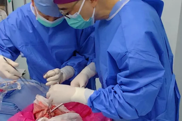 Médicos do Primeiro Hospital Afiliado da Universidade Médica de Guangzhou concluíram recentemente o primeiro transplante de pulmão de porco para humano.