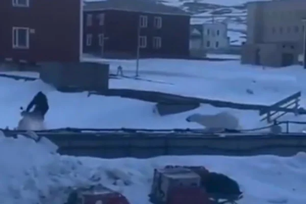 Foto colrorida urso polar perseguindo homem - Metrópoles