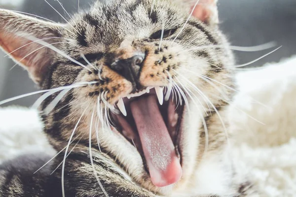 Gato gigante mobiliza a internet na busca por um lar