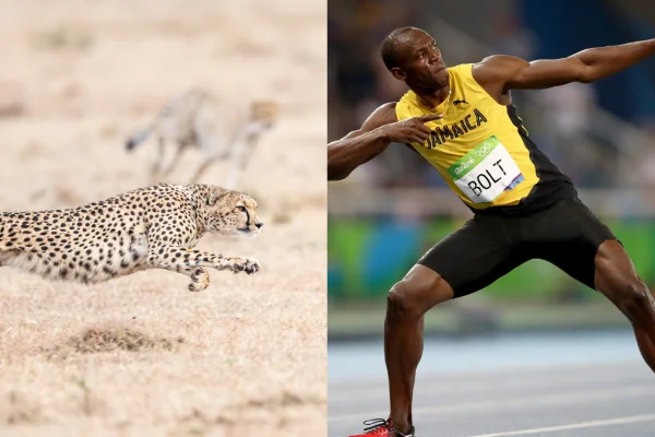 Estes animais quebrariam facilmente alguns recordes do esporte. Veja
