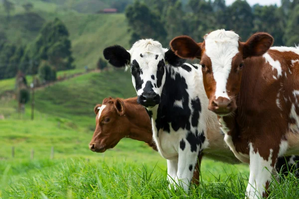 Imagem colorida mostra vacas - Metrópoles