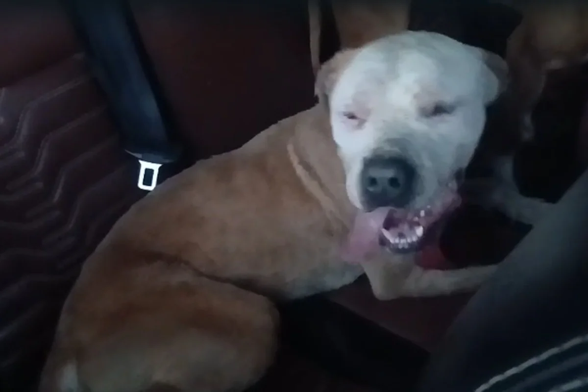 Ataque de abelhas deixa um cão morto e outros dois feridos no DF. Veja vídeo