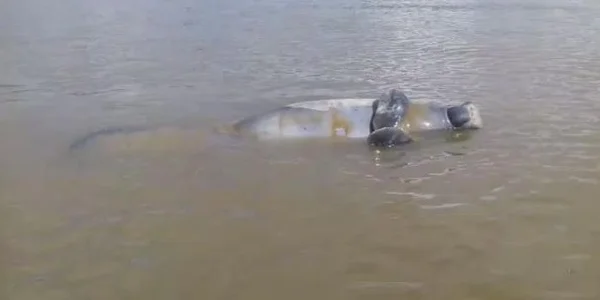 Peixe-boi foi encontrado morto em rio