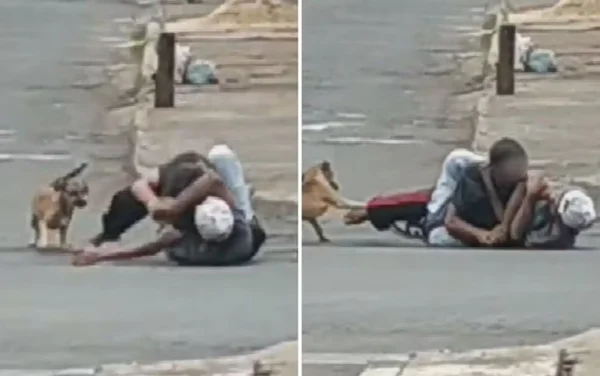 imagem colorida cão caramelo tenta separar briga no meio da rua goiania