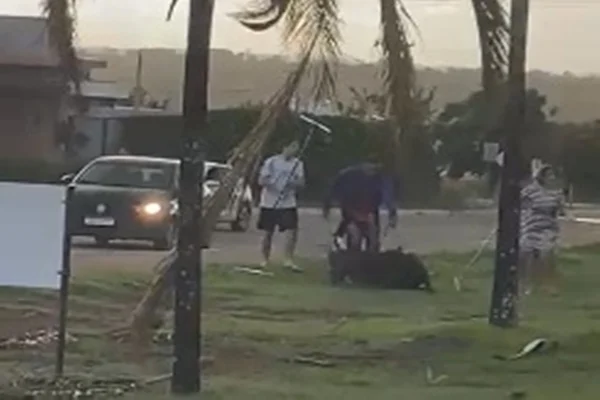 Cão é agredido por outros cachorros no DF